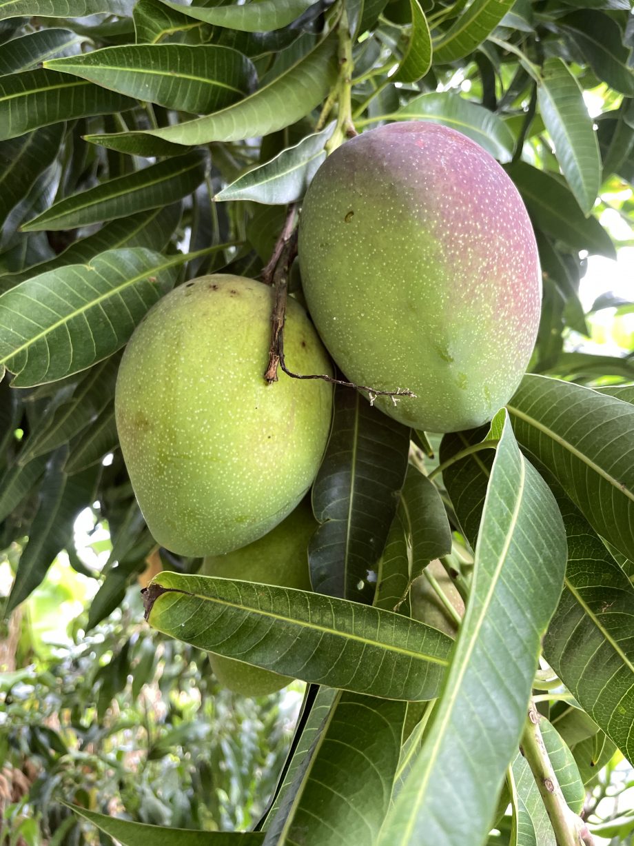 ripe mango on a tree in Maui