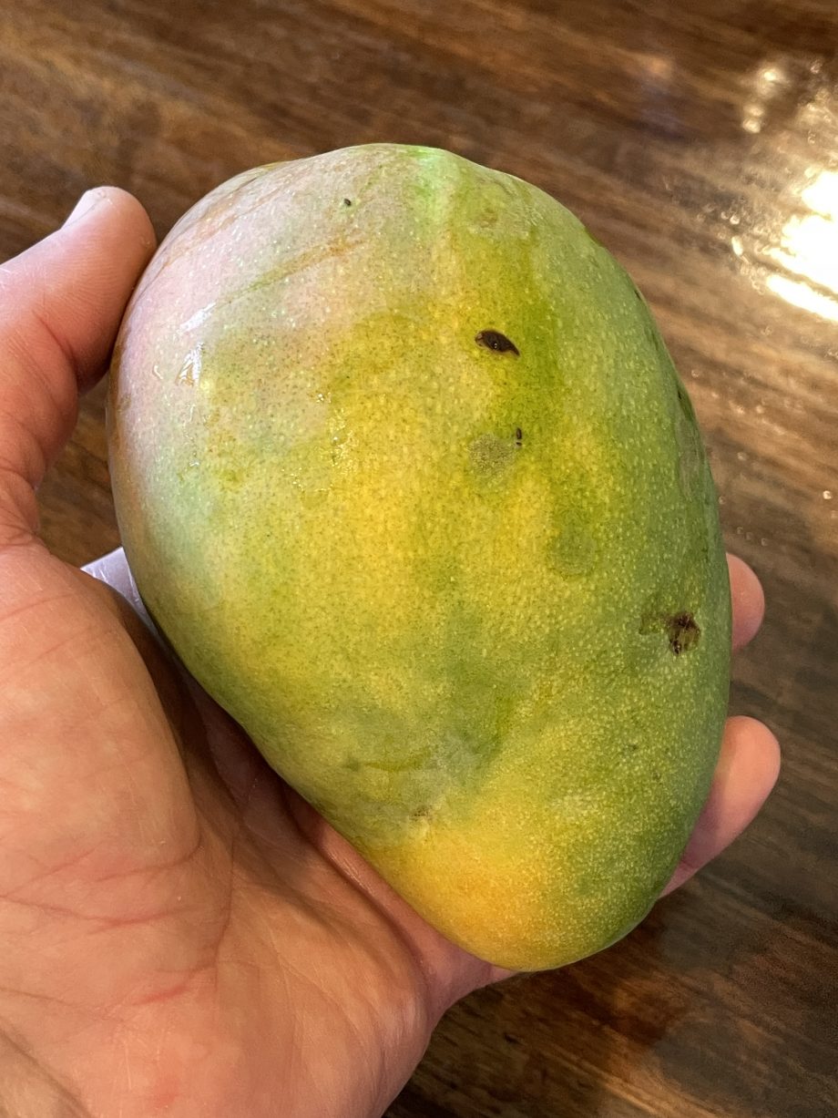 ripe fresh picked Kihei mango