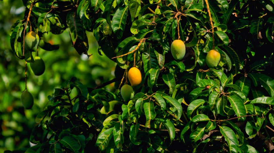 ripe mango on a tree